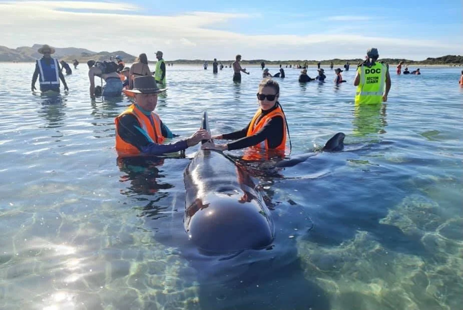 Whale pod restrand at Farewell Spit overnight
