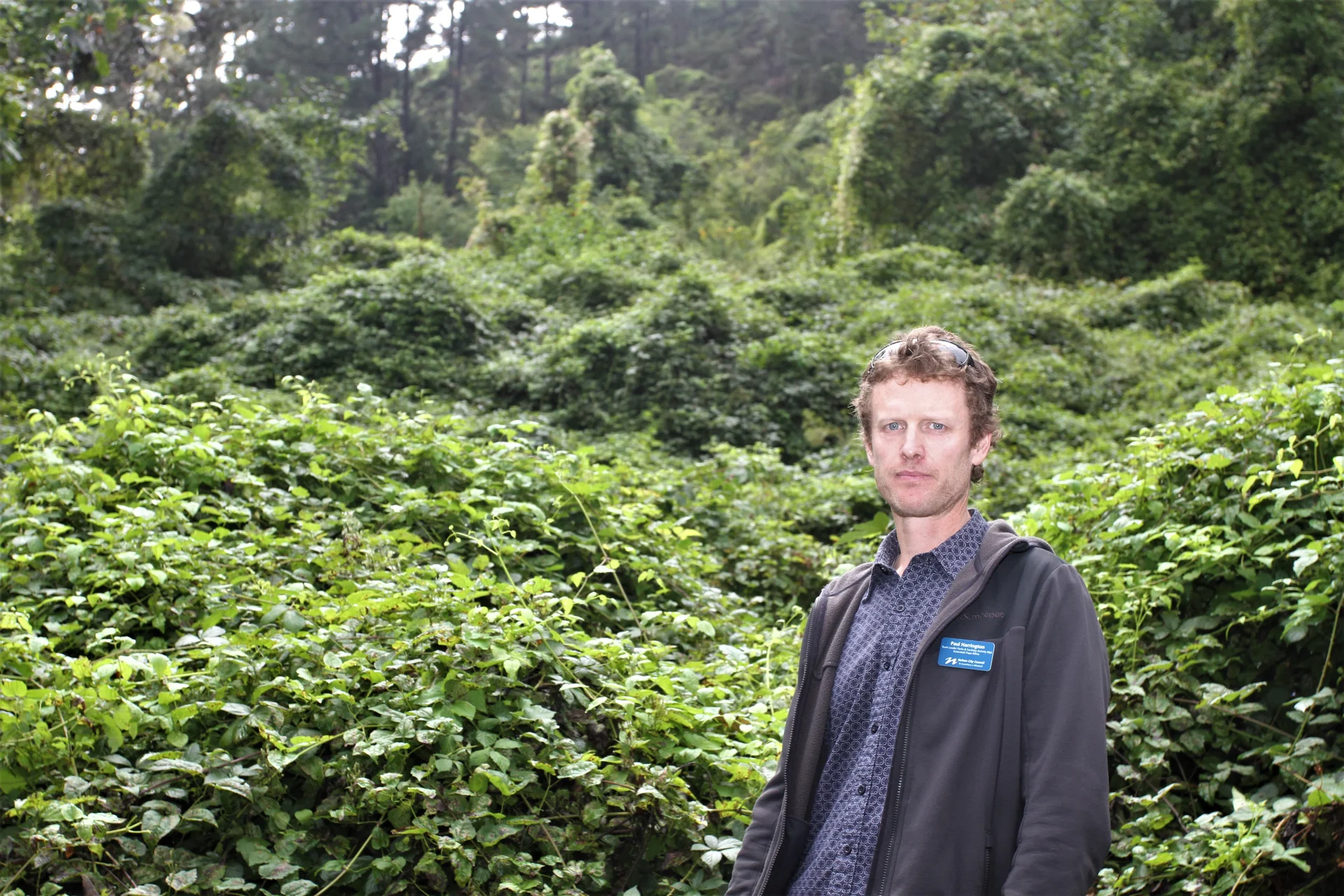The weeds strangling our forests