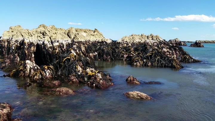 Kaikōura pāua fishery looks to reopen