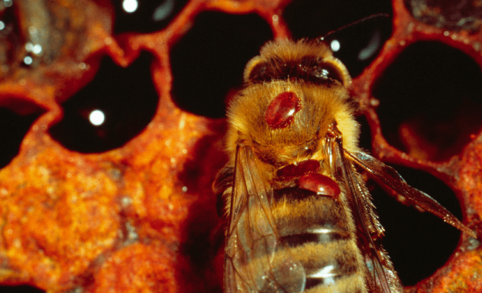 Varroa mite hits beekeepers hard