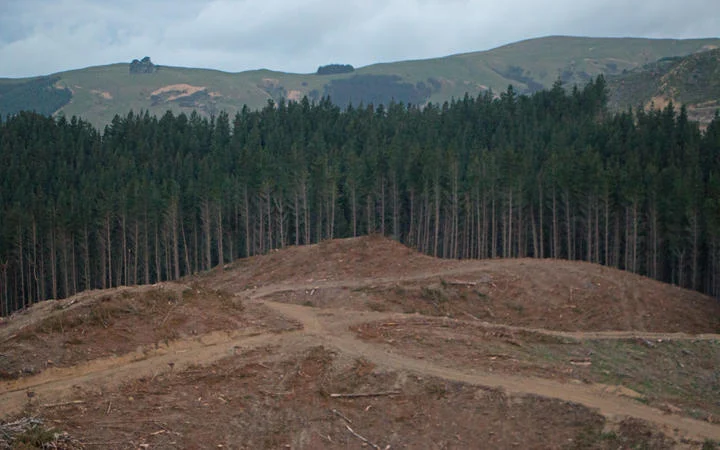Forestry industry grinds to Level 4 halt