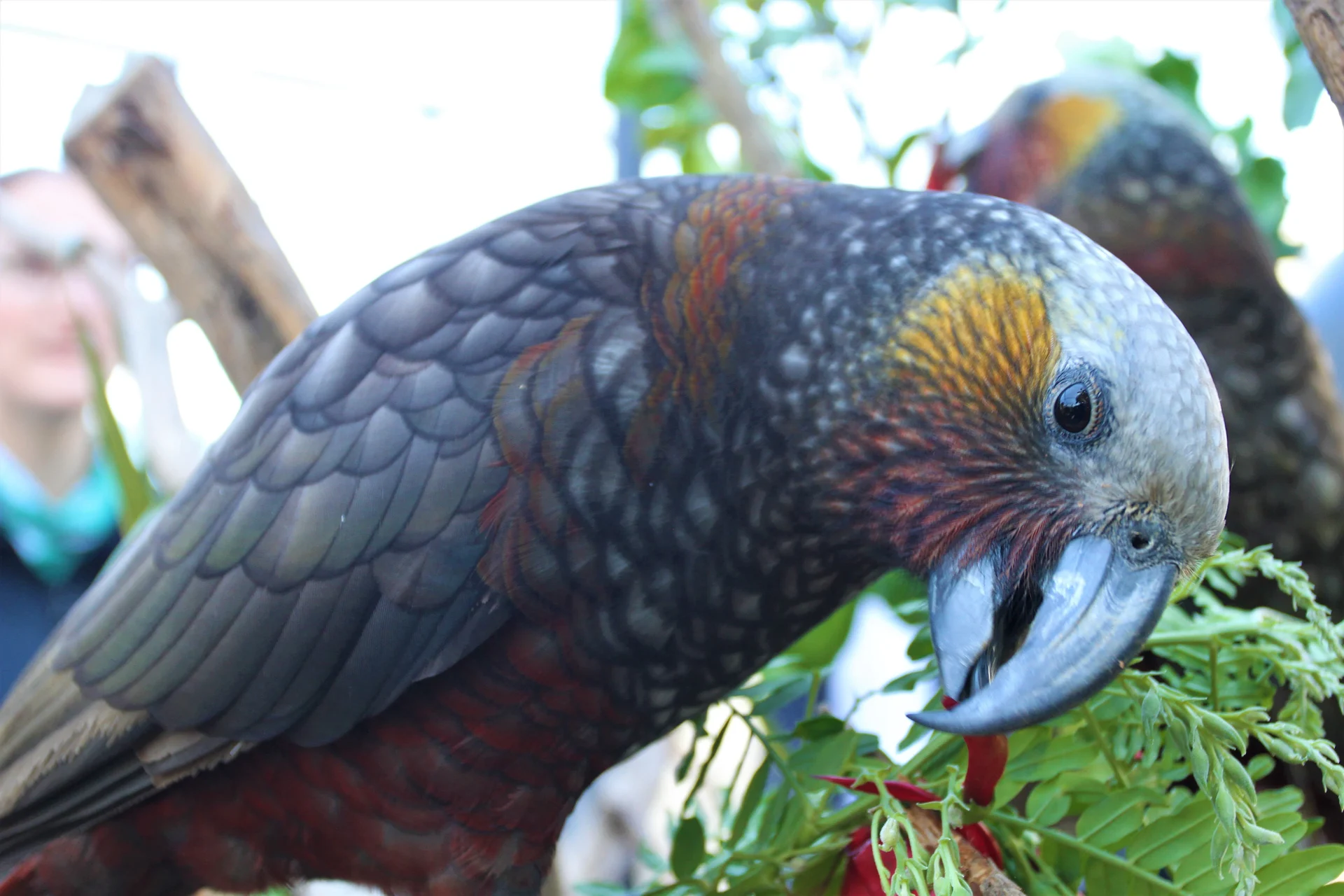 More kākā and kākāriki set to take flight