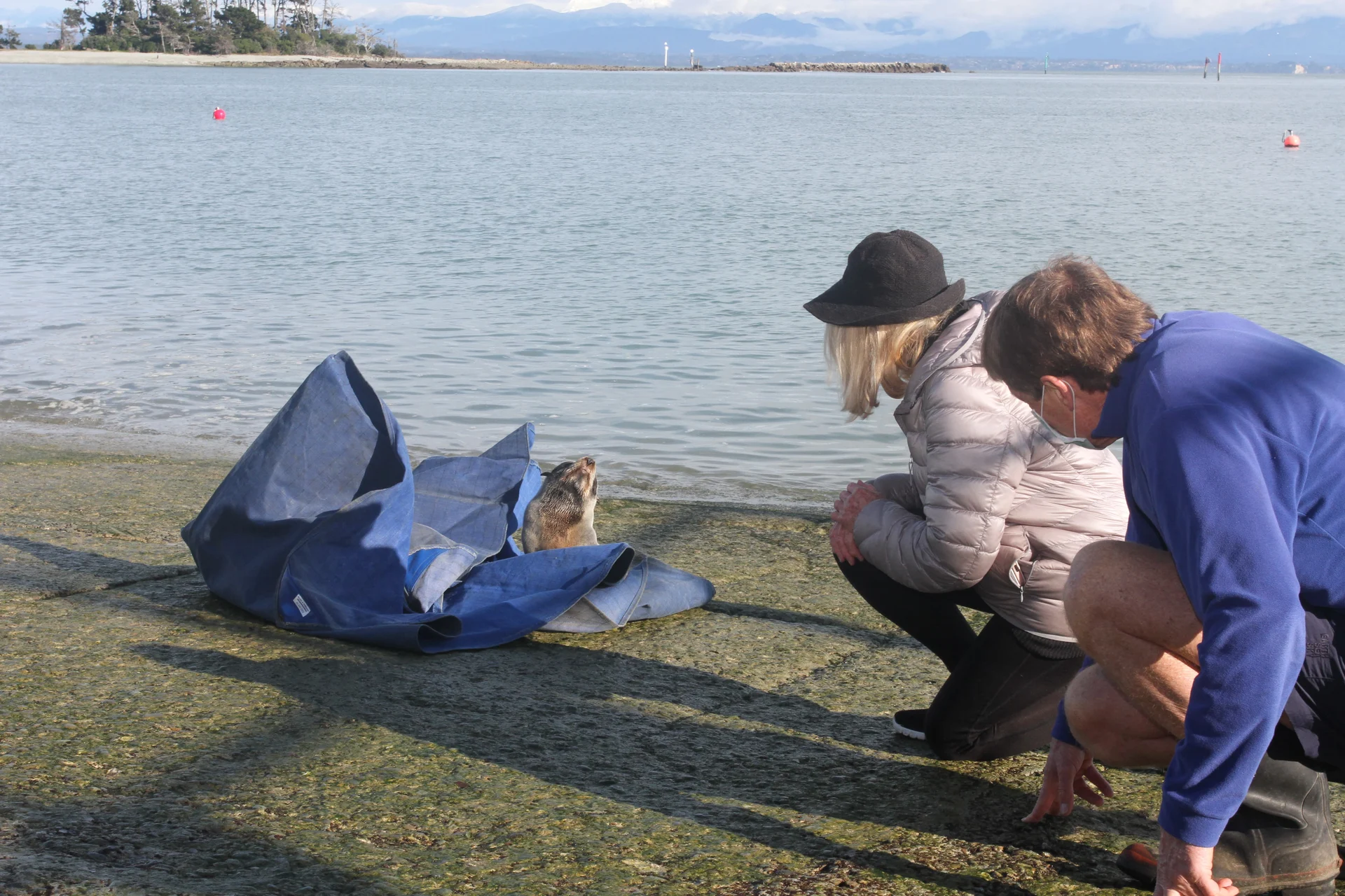 Seal pup driven to safety after being found on Rocks Rd