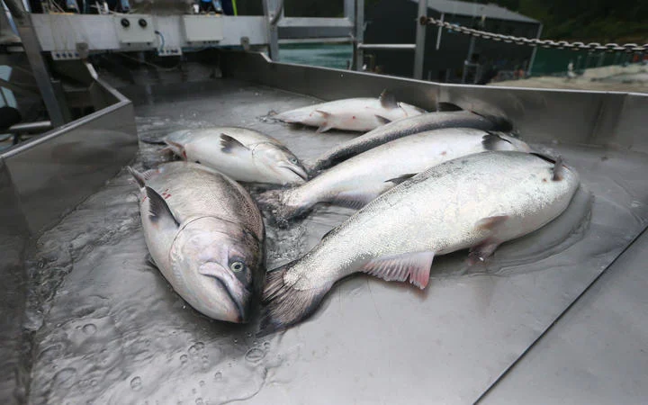 Waste 'footprint' concern sees NZ King Salmon farm request rejected