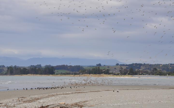 Eastern bar-tailed godwits arrive in region after marathon flight from Alaska