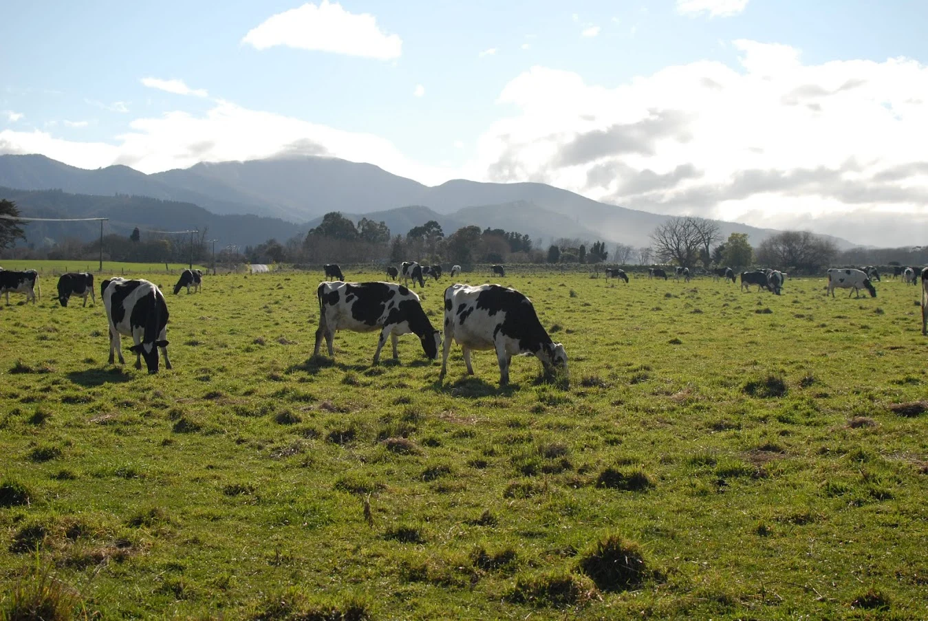 Fonterra reduces milk 
solids collection forecast