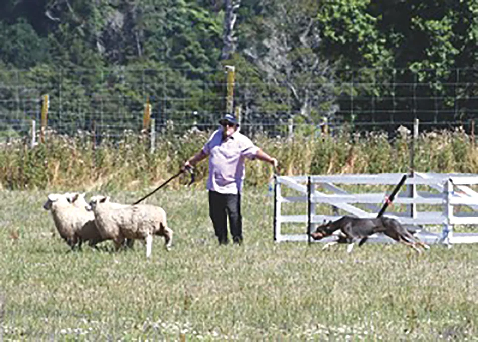 Perfect conditions for popular Takaka Dog Trials