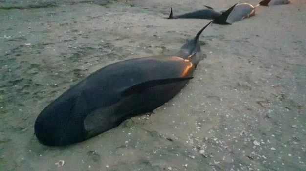 Farewell Spit whale stranding: 31 die overnight, five survive