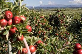Orchard worker death appeal
