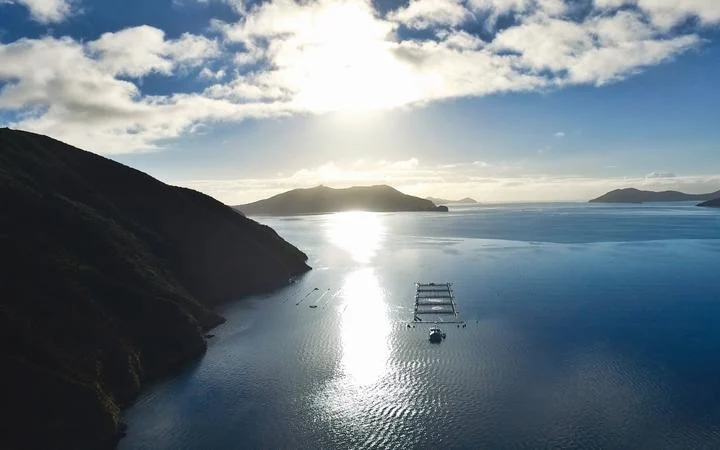 King Salmon announces $73m loss; hopes to raise $60m to meet challenges