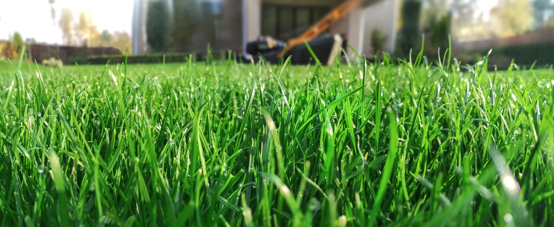 Gardening advice with Daltons