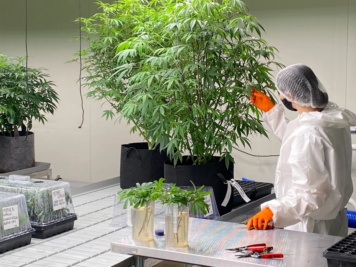 Medicinal cannabis access easier with opening of pain clinic