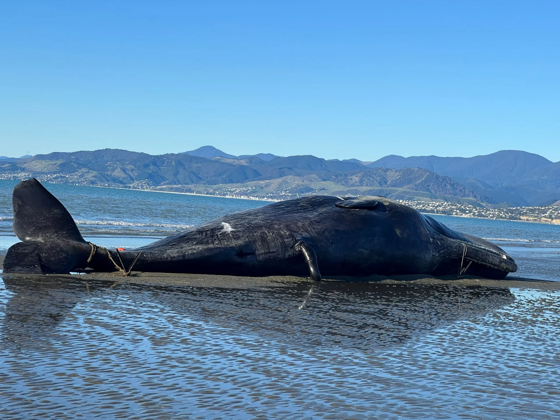 Whale washes up at Rabbit Island