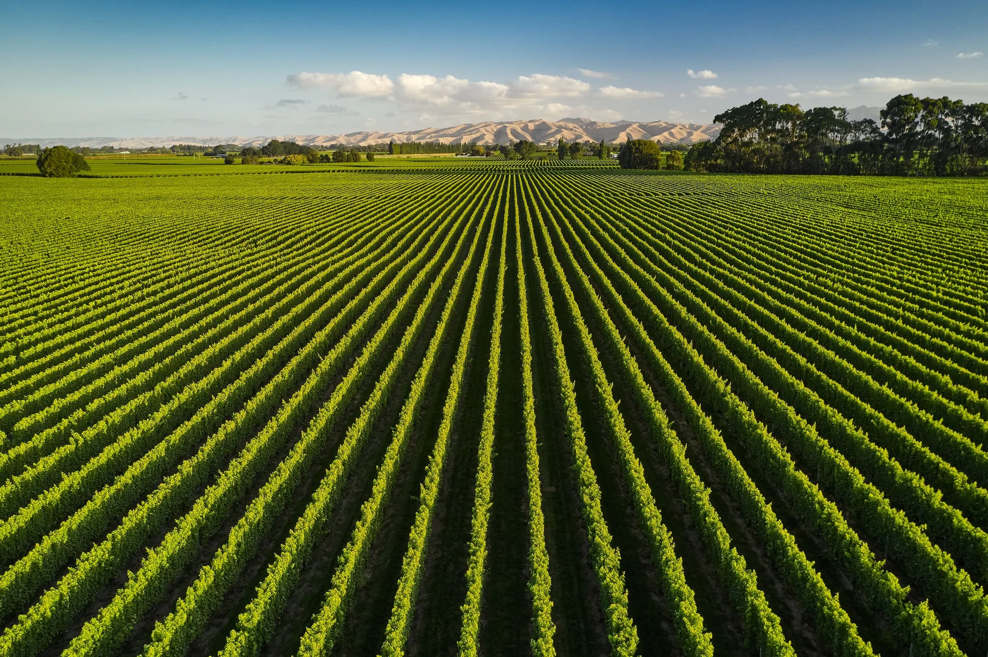 Marlborough viticulture market thriving after record harvest