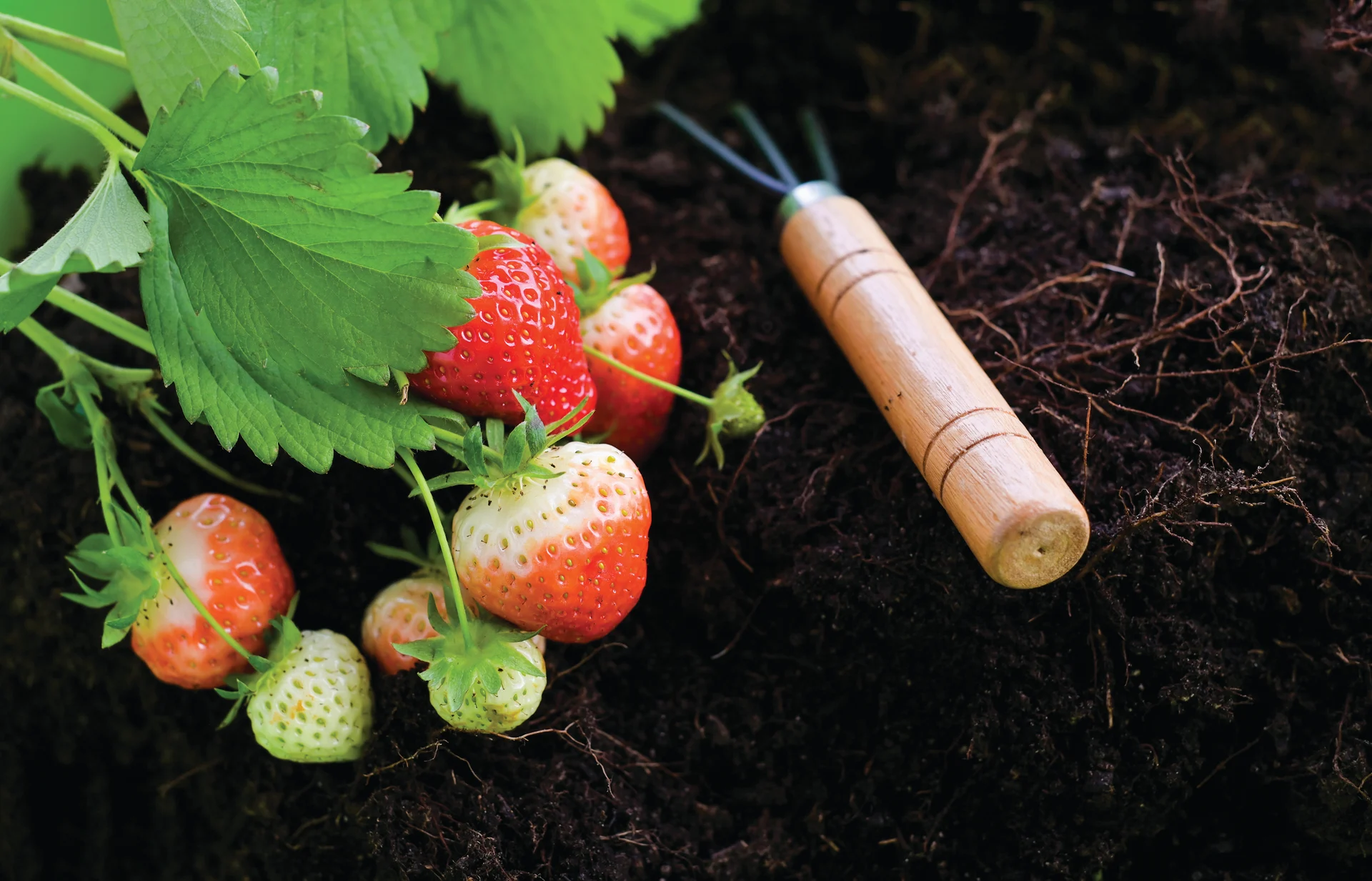 Gardening advice with Daltons