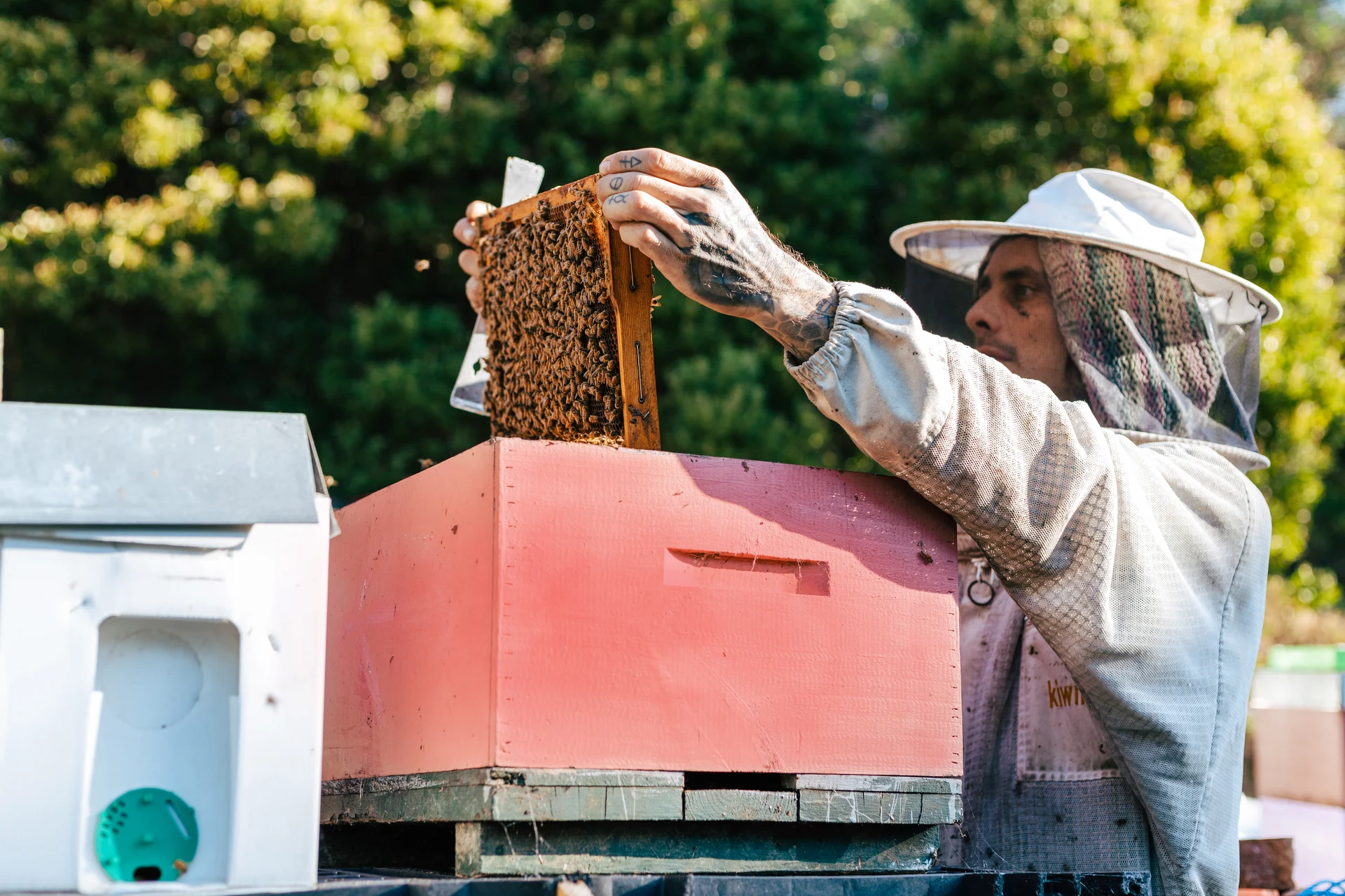 Bees in your backyard