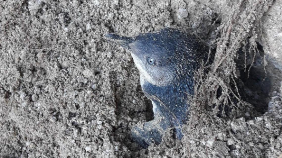 Penguin saved from slip