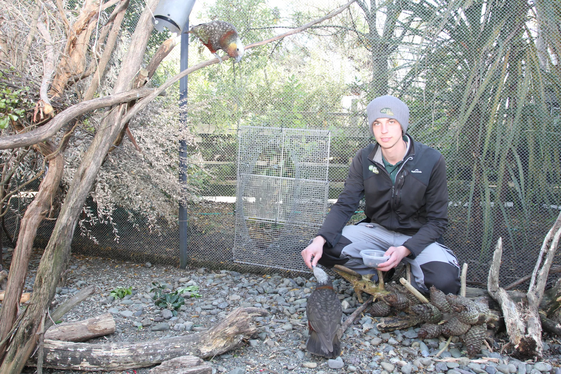 Break-in releases rare birds from Natureland