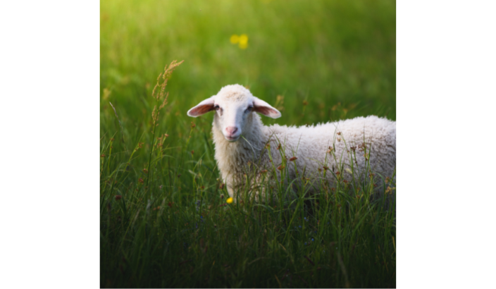 Wide Selection of Breed Types on Offer