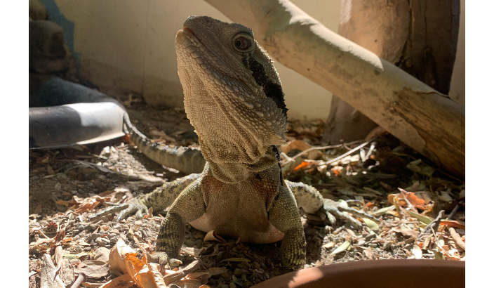 Animals stolen in latest break-in at Natureland