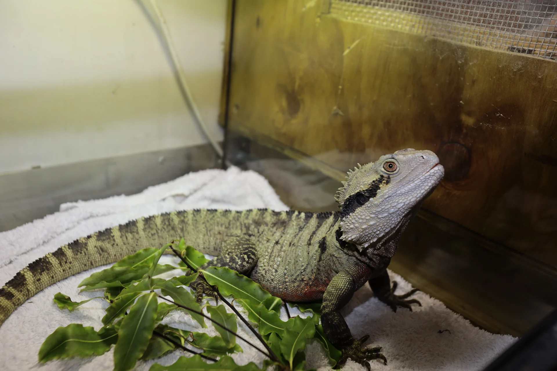 Missing water dragon found