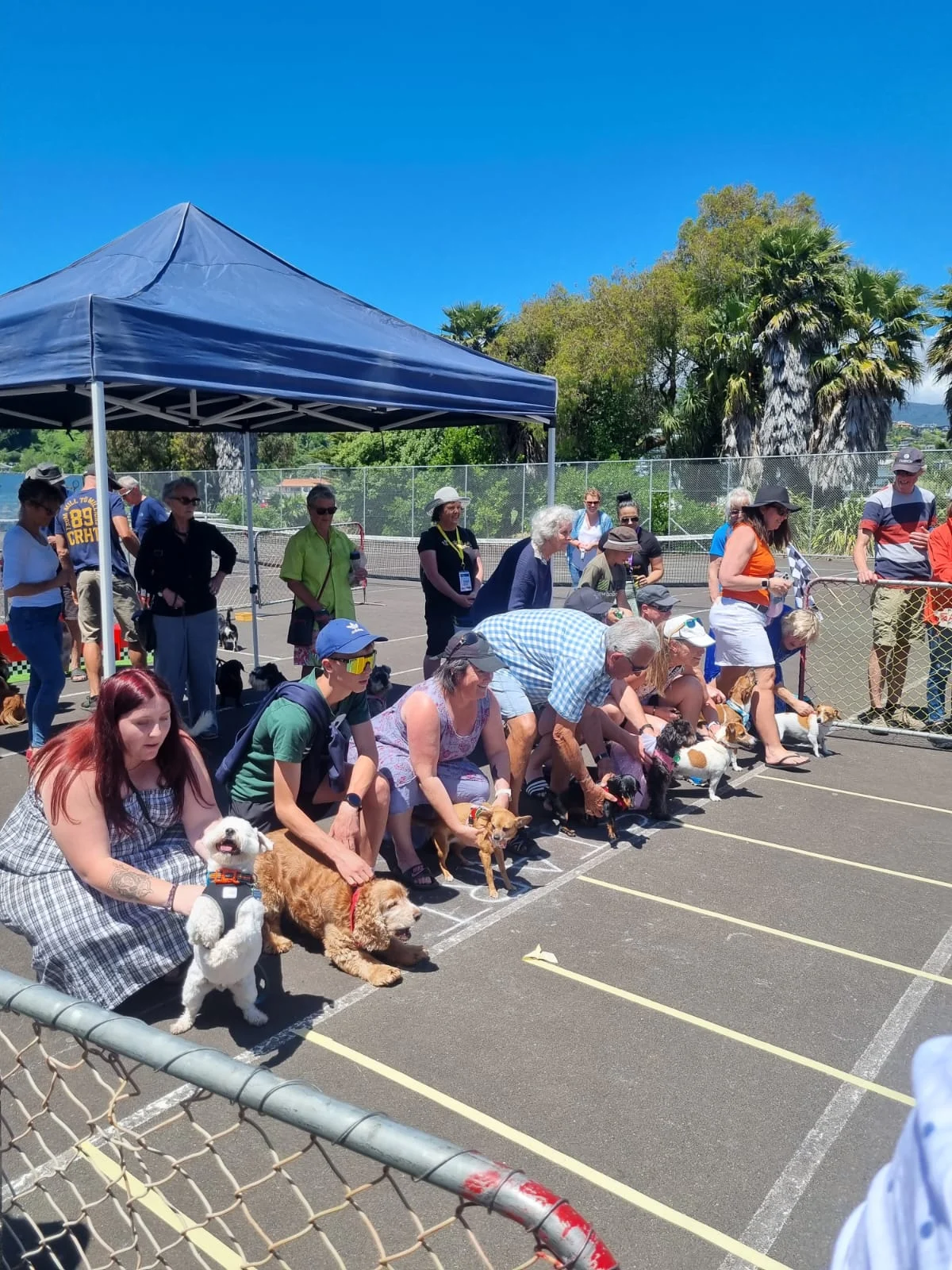 Hot doggity - 50 little dogs race