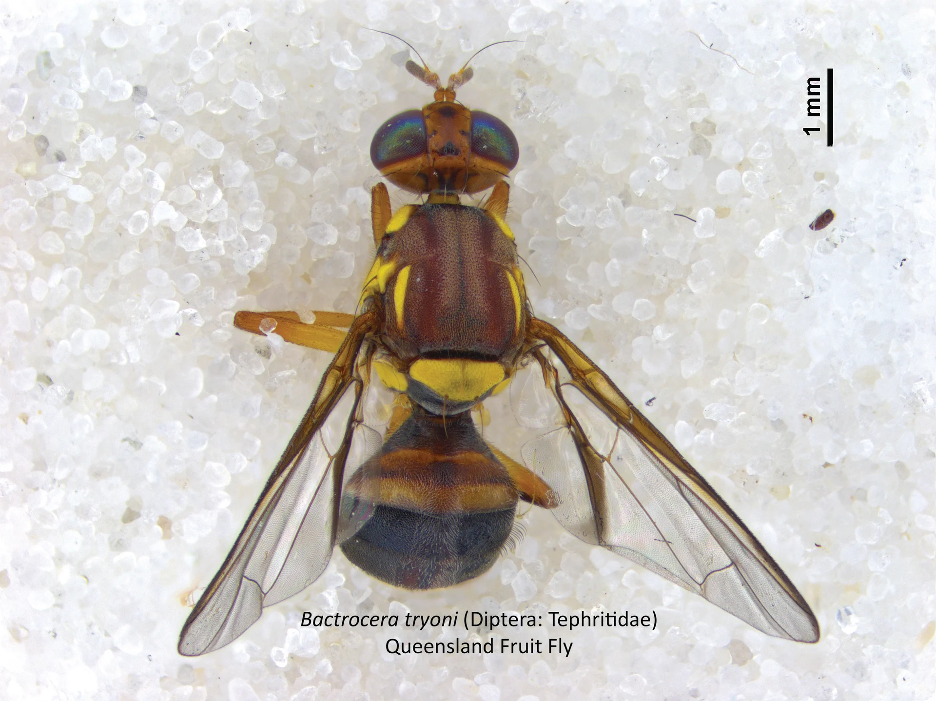 Hi-tech traps on trial in fruit fly surveillance programme