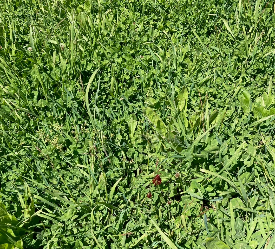 Replacing nitrogen naturally