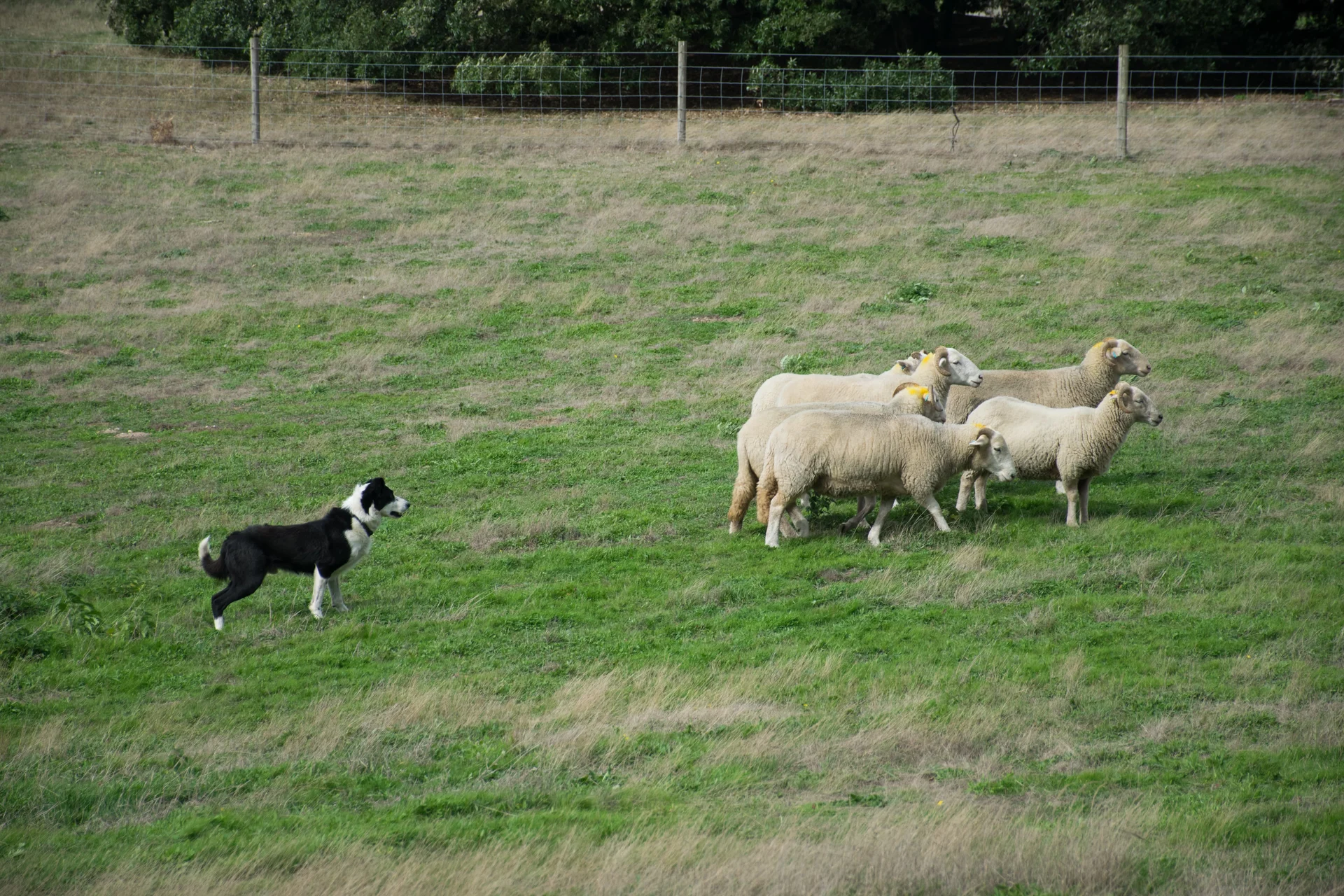 Dog trials come to Richmond
