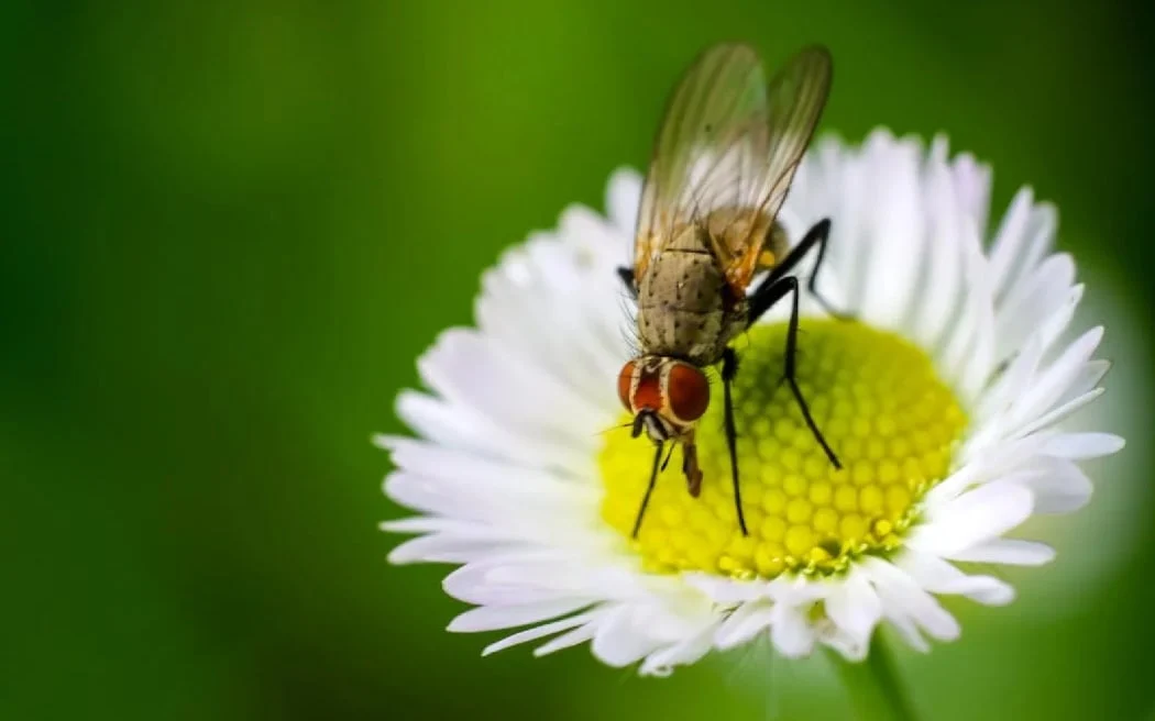 'Pretty crazy' bug invasion expected after summer downpour