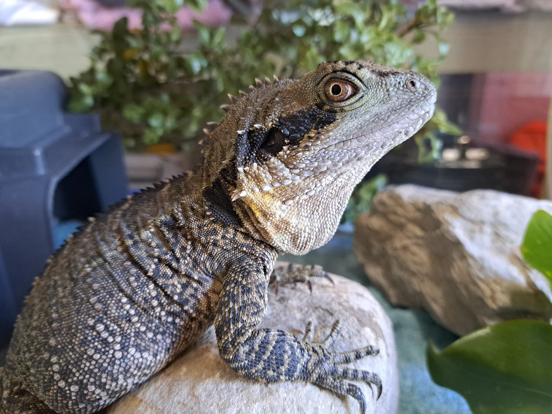 Missing water dragon makes her way home