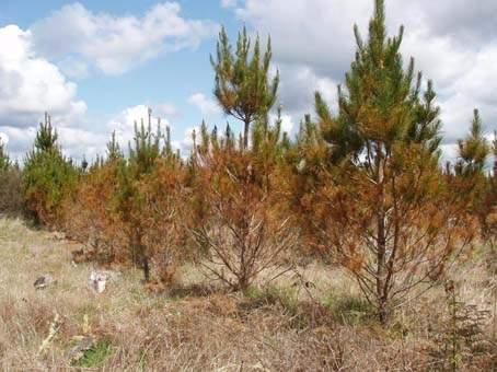 Demand for domestic timber higher than expected