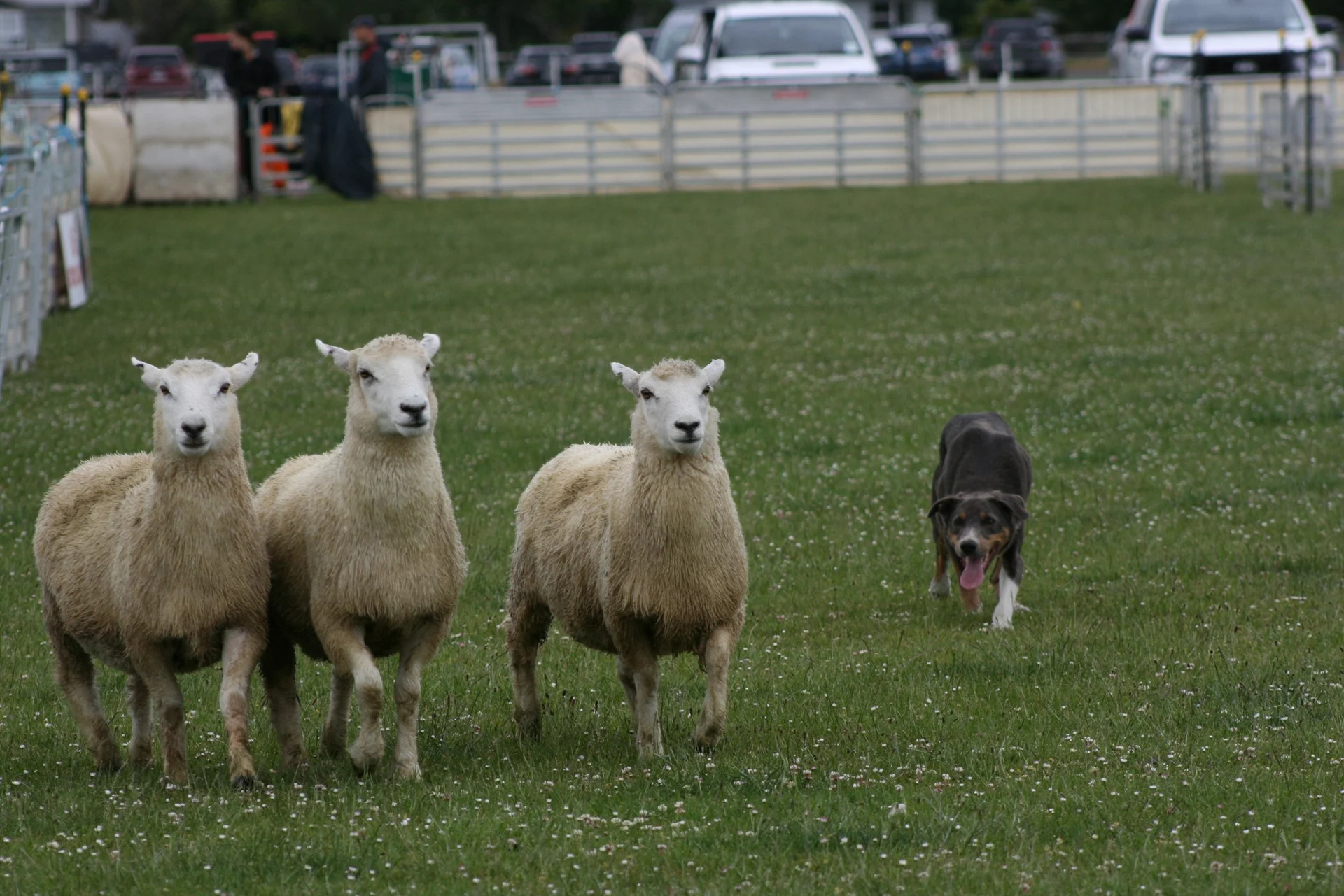 Come behind the scenes of dog trials