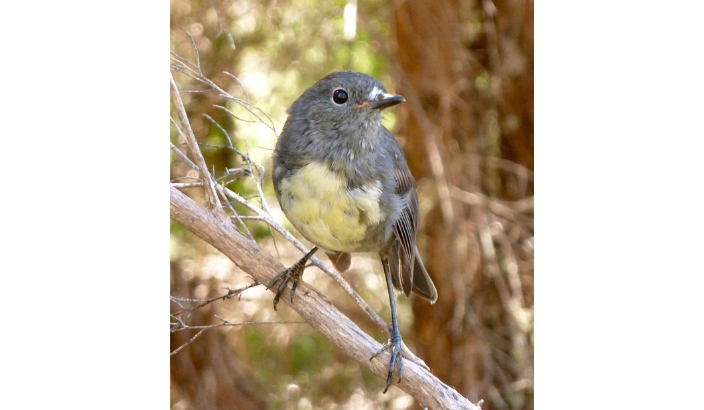 DoC and predator free movement ignoring basic ecology