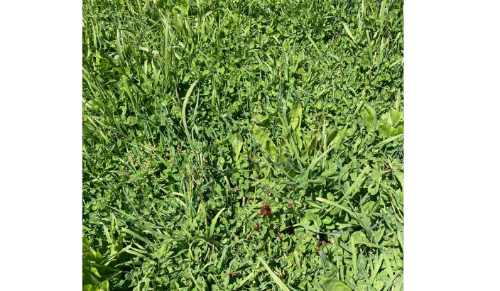 Curbing fertiliser costs