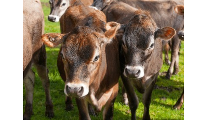 OSPRI reveals NAIT tag research findings