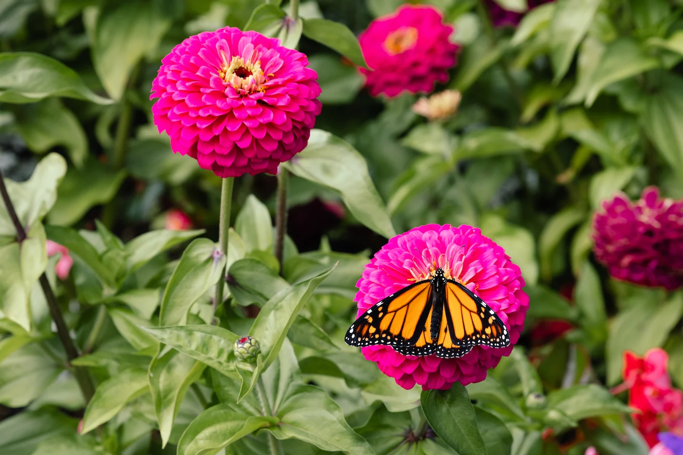 Monarchs of the skies