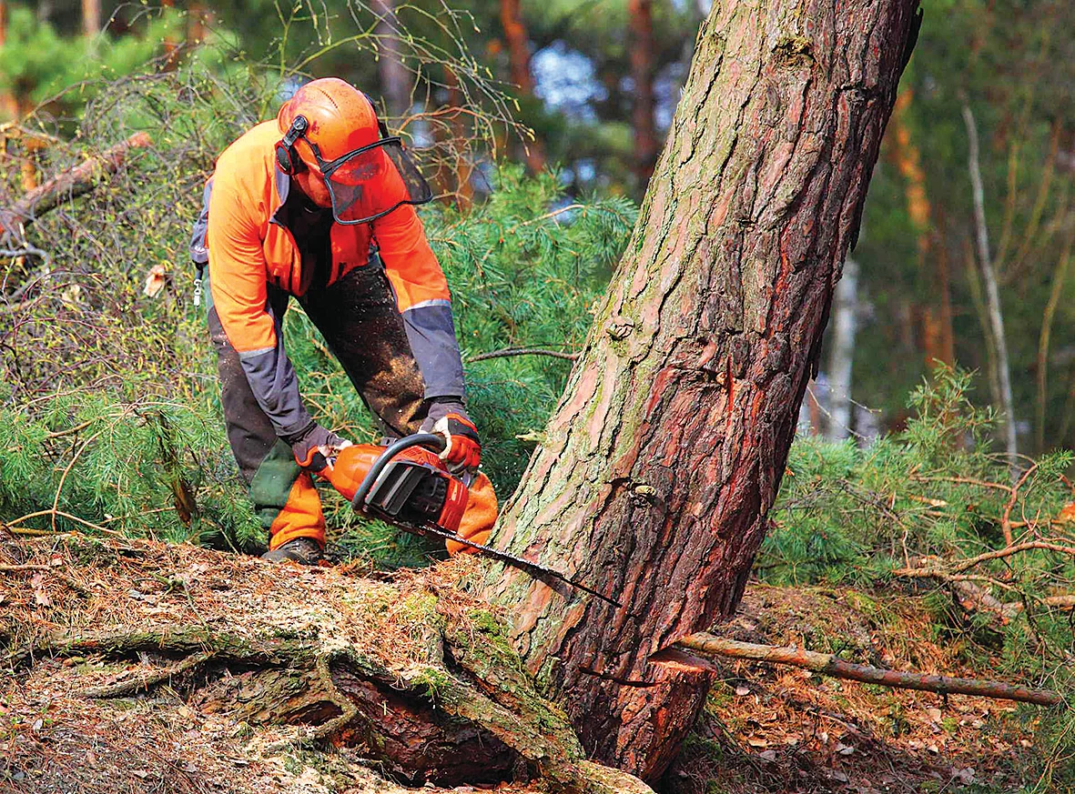 Forestry scholarship programme invests in young Kiwis