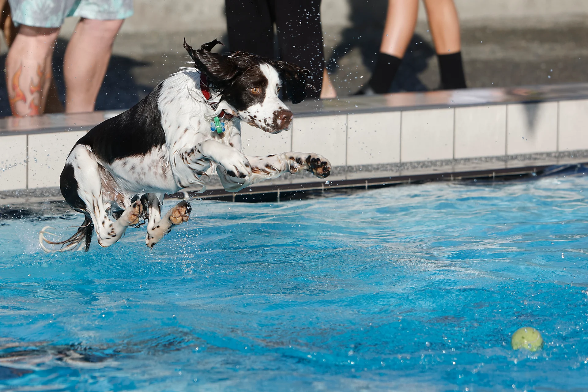 Pooches hit the pool