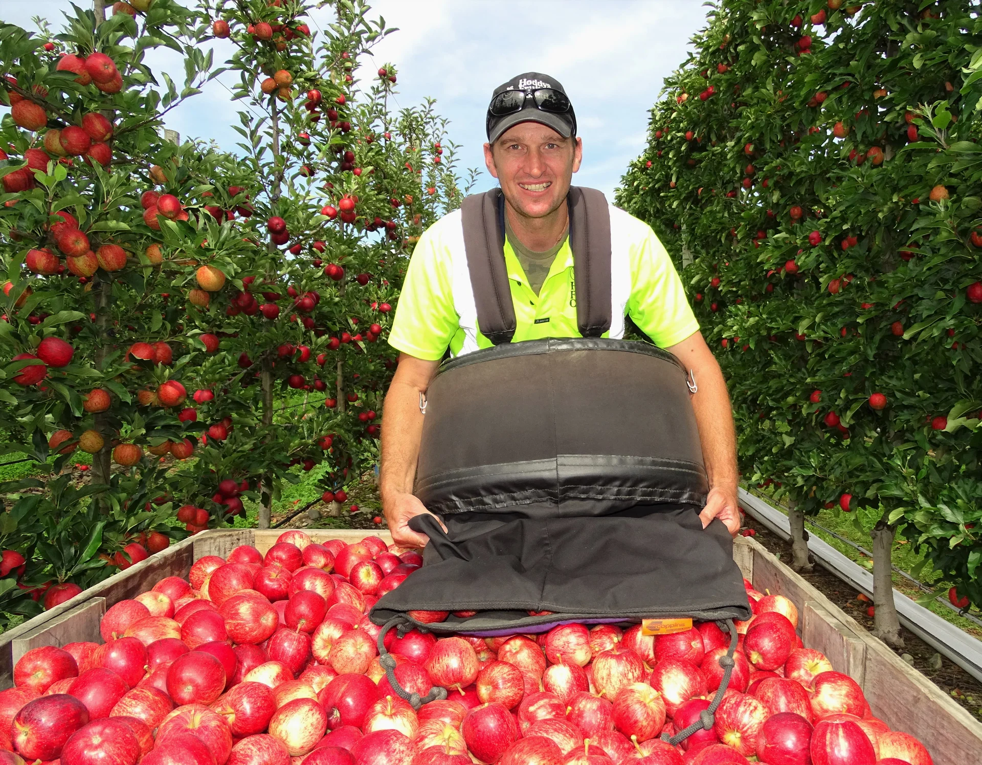 Harvest underway for apples and hops