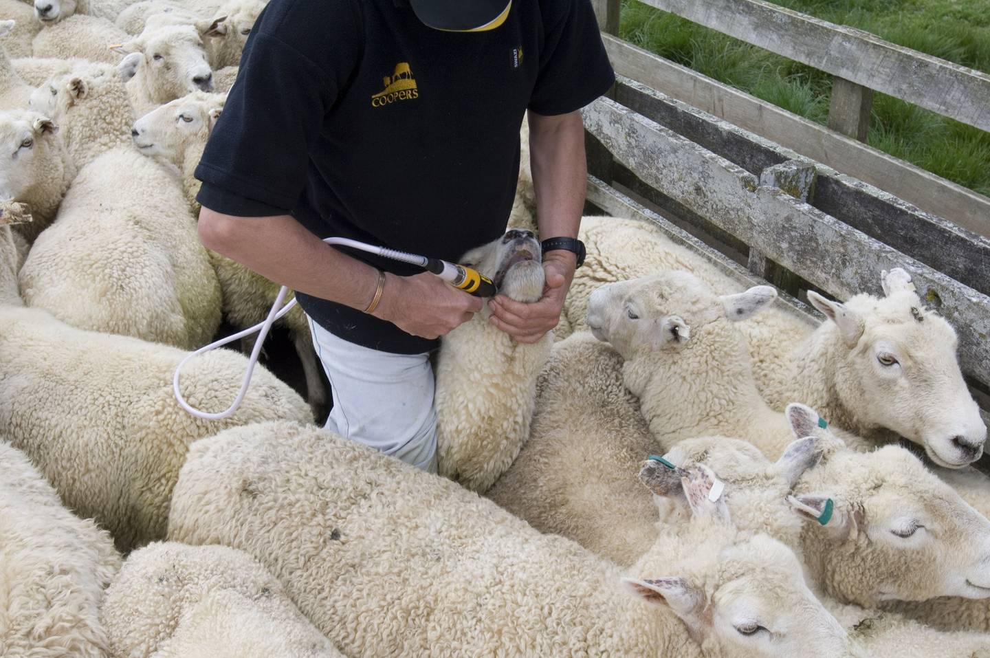 Blood sucking parasite affecting local farms
