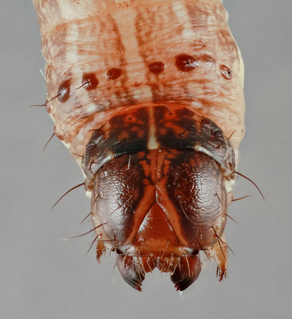Fall armyworm detected in Golden Bay