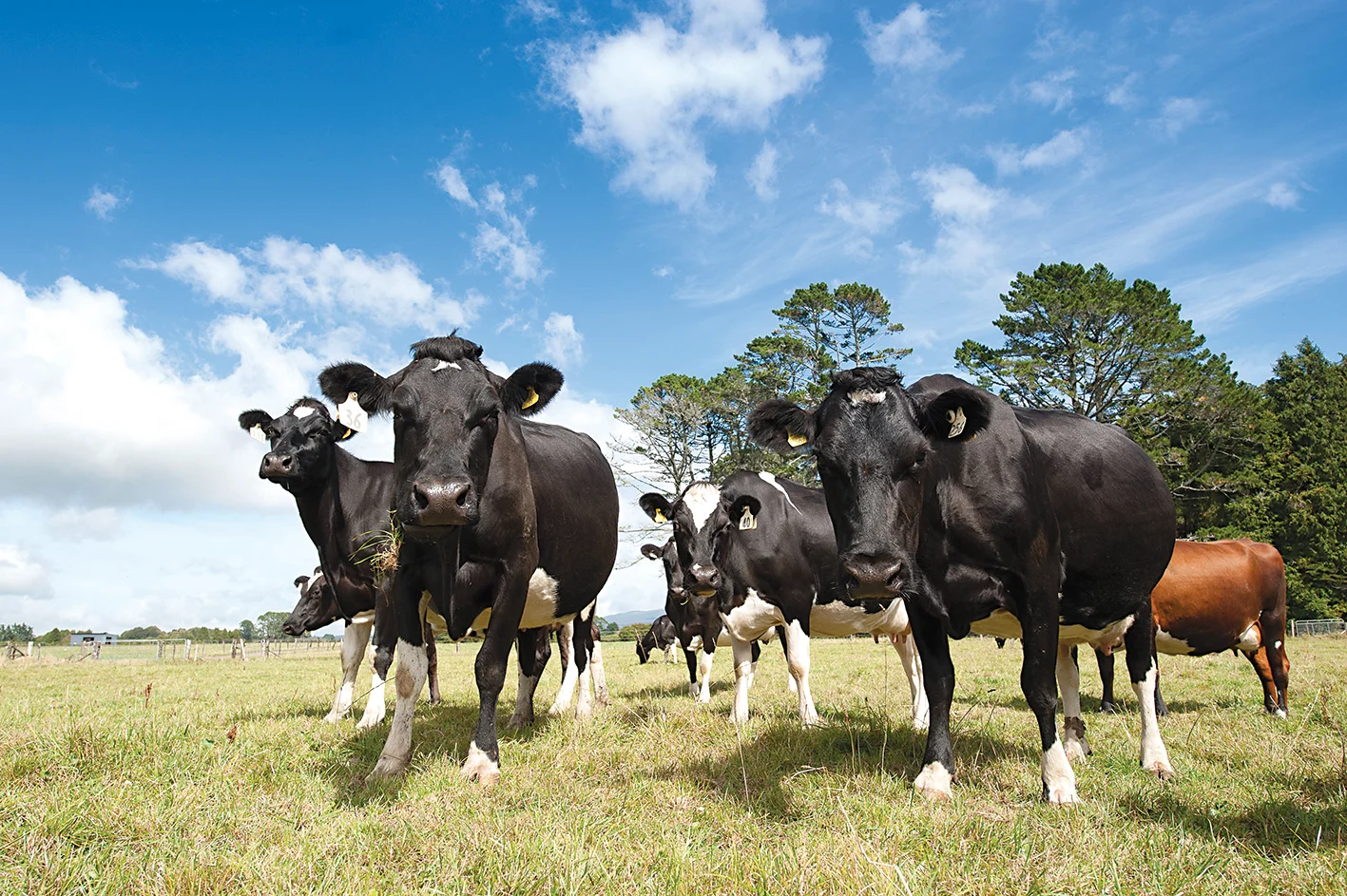 Unified, credible animal evaluation index could lift dairy farmers’ profit