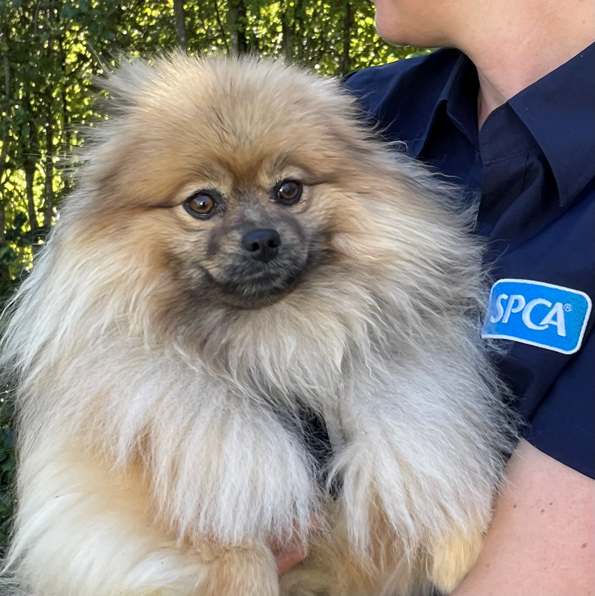 Pomeranian breeder used ‘toilet roll’ splint on injured dog’s leg