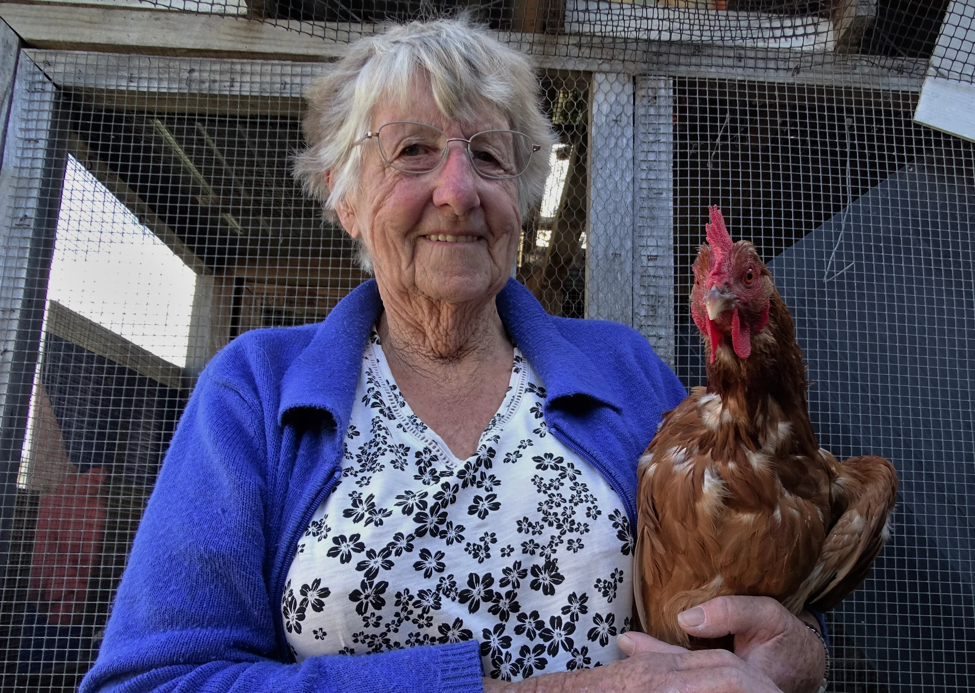 Chook rules keep neighbours happy