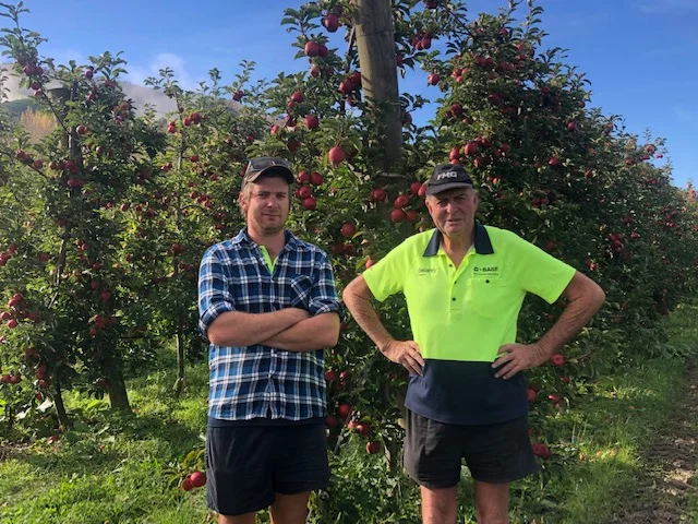 Trial Apples In Tapawera