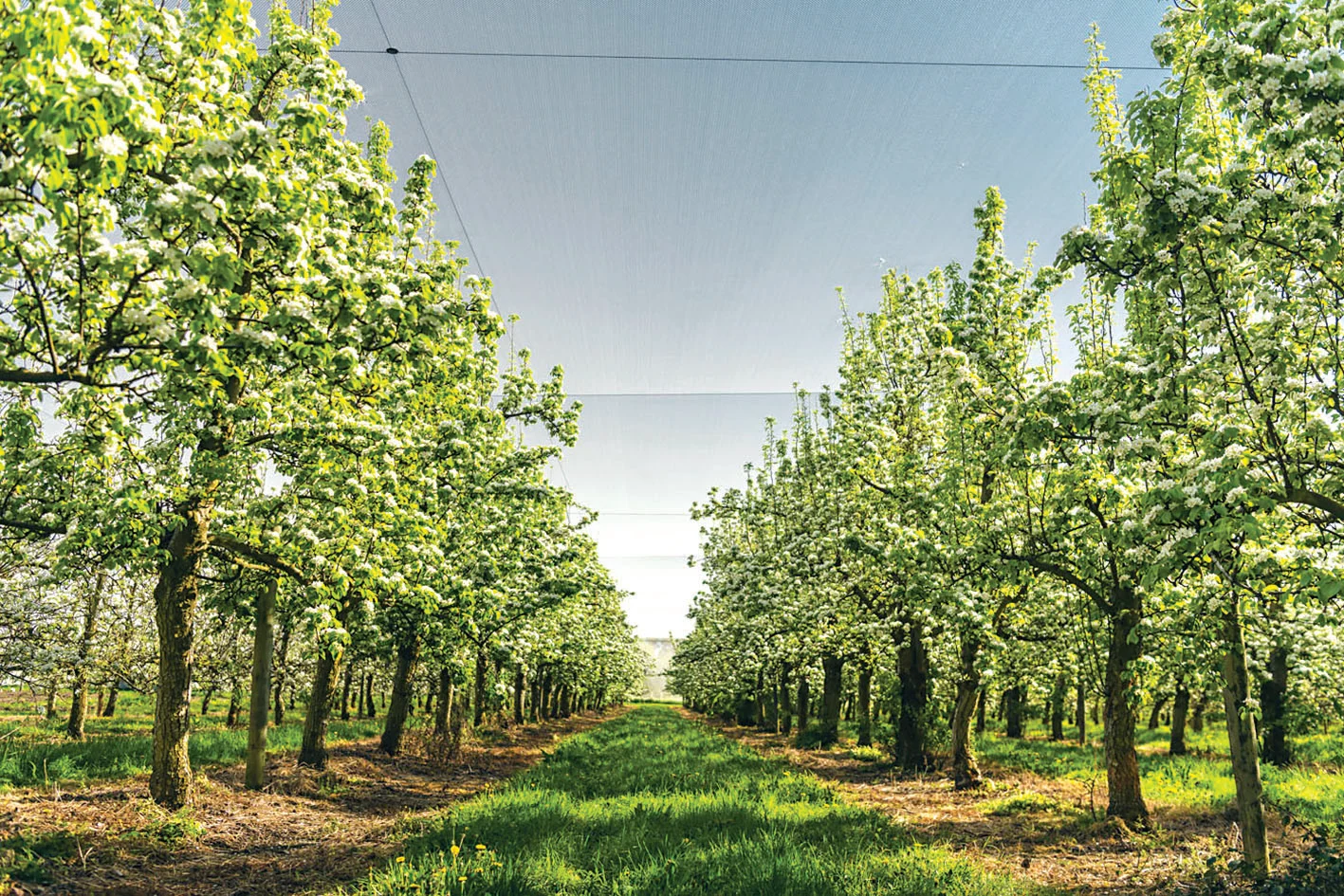 $15 million R+D project for sustainable apple production