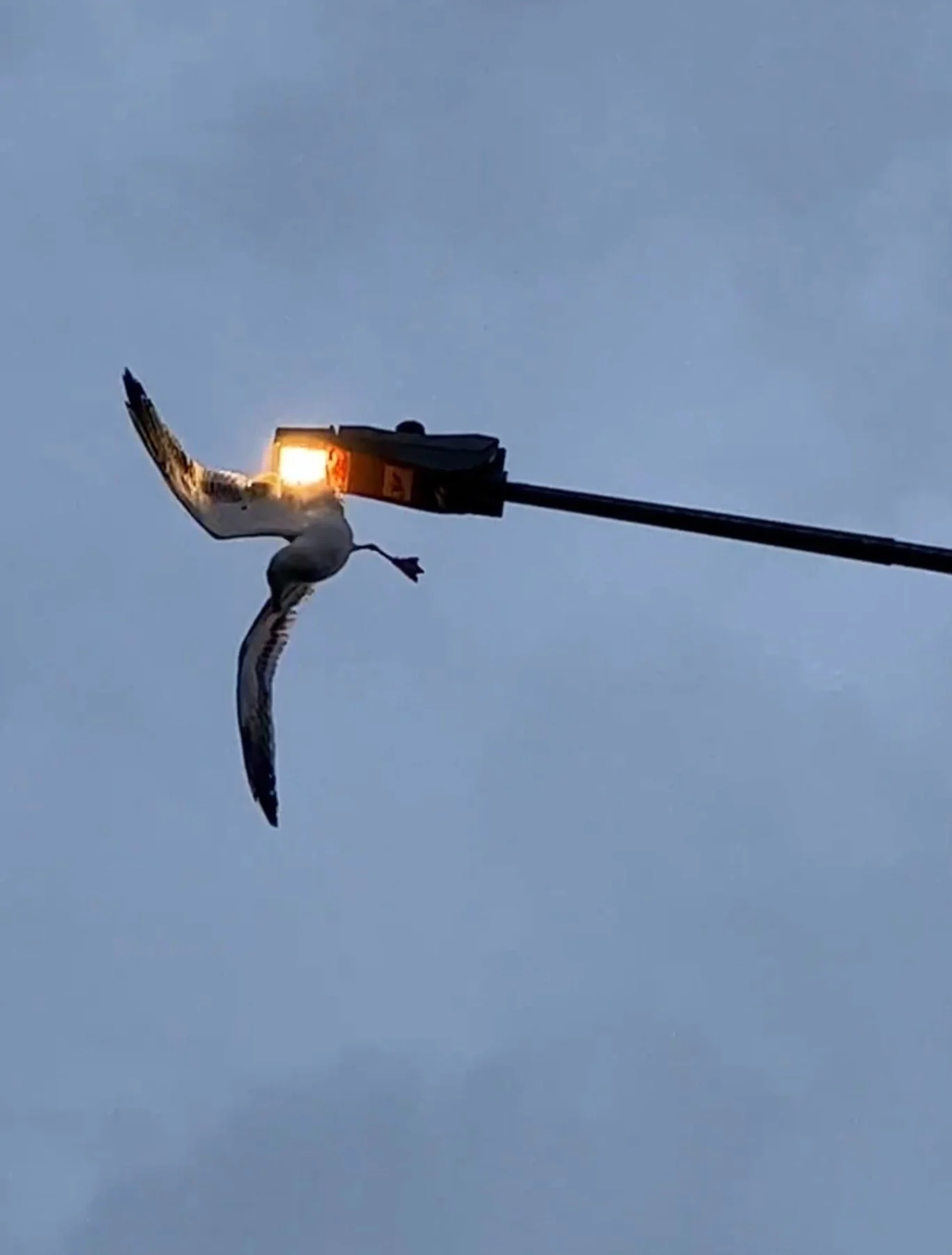 Seagull euthanised after being trapped on Stoke streetlight