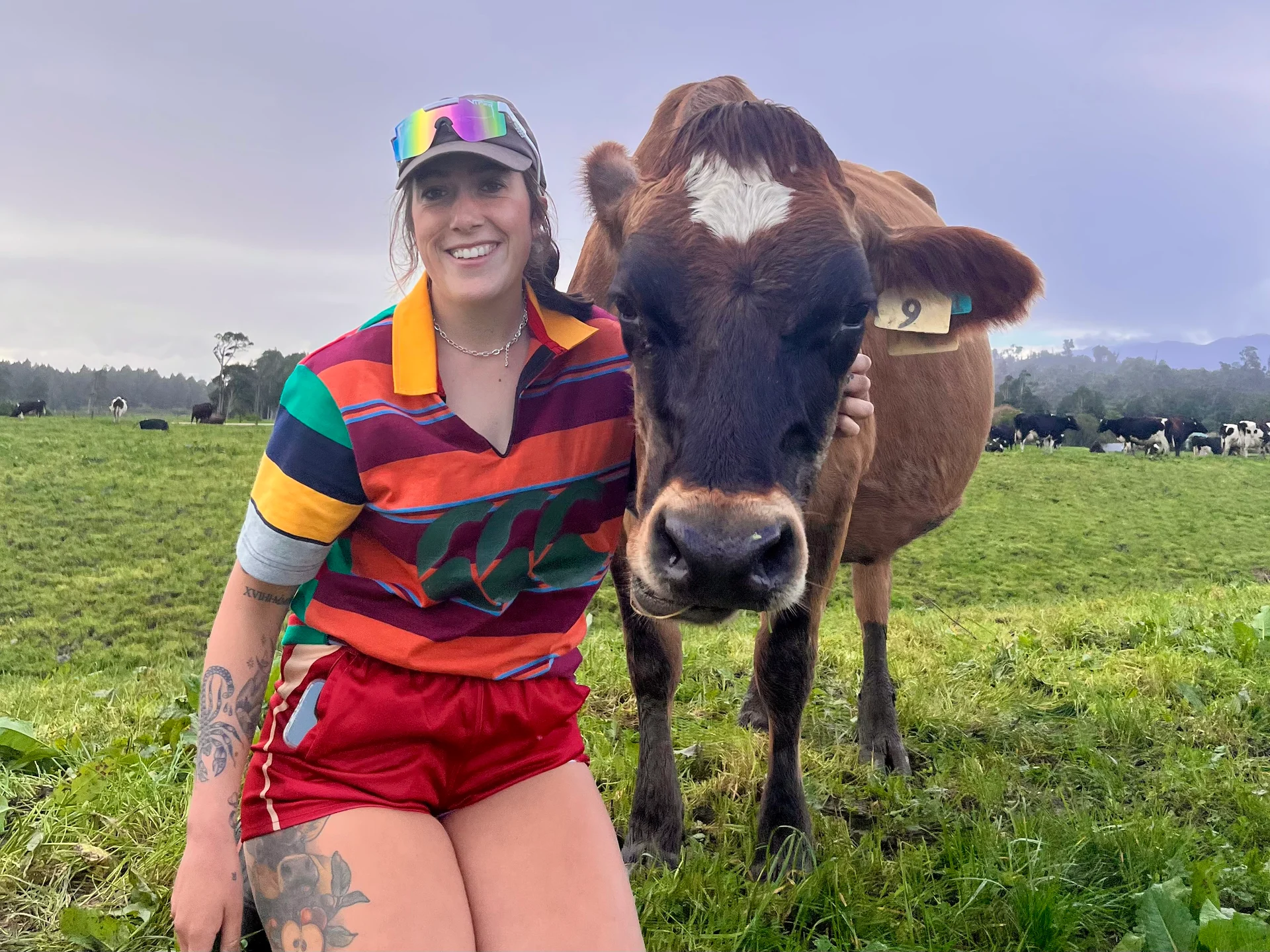 Cows milking fame on Instagram