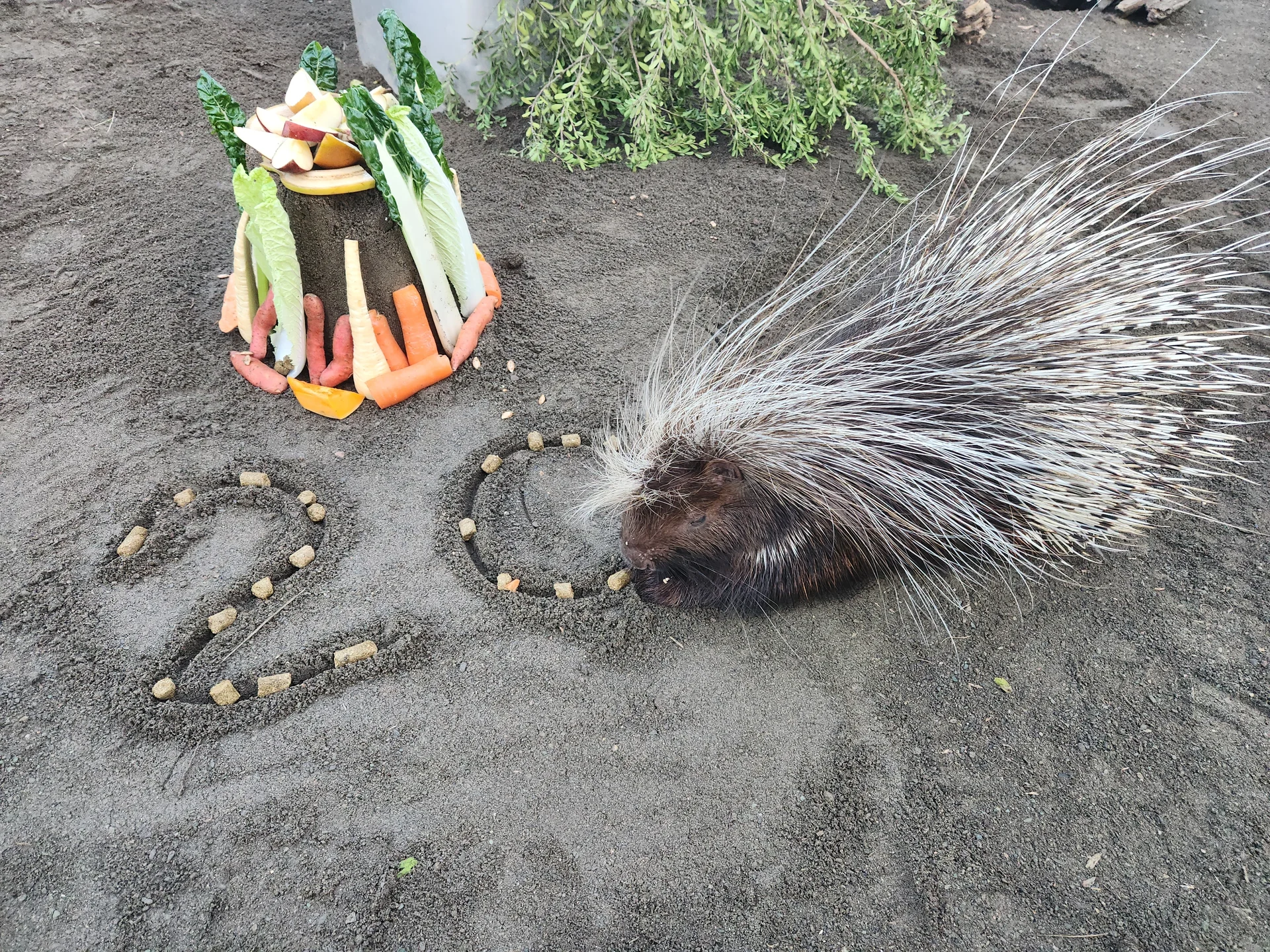New Zealand’s oldest porcupine
